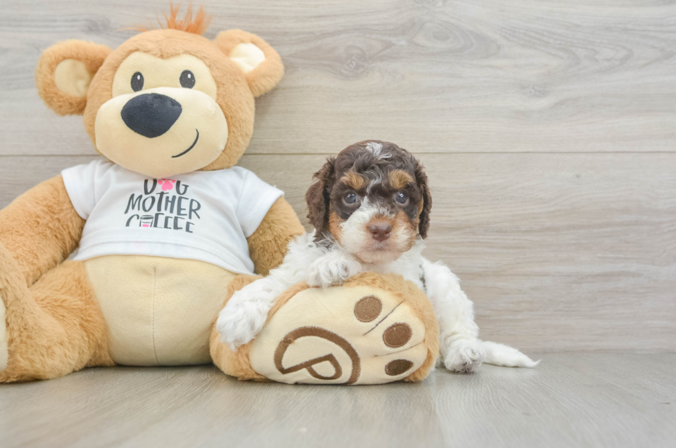 5 week old Cockapoo Puppy For Sale - Simply Southern Pups