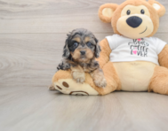 8 week old Cockapoo Puppy For Sale - Simply Southern Pups