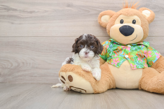 Cockapoo Pup Being Cute