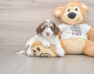 7 week old Cockapoo Puppy For Sale - Simply Southern Pups