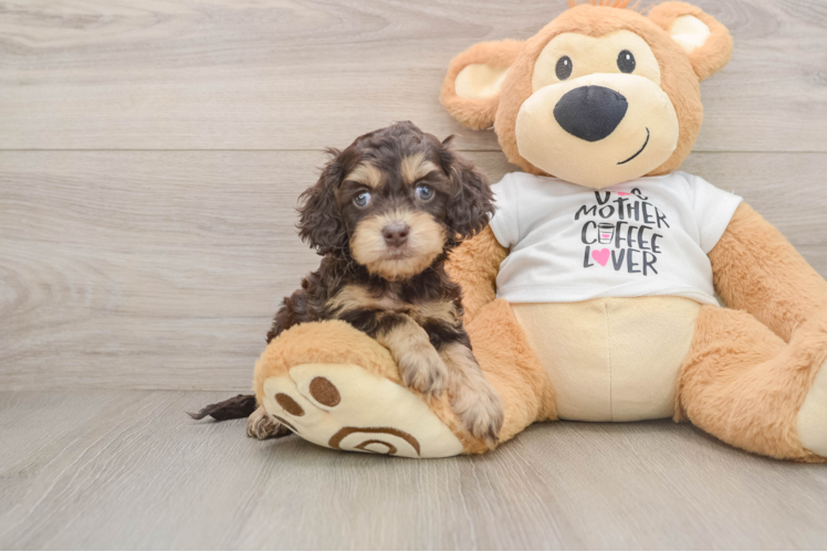 Happy Cockapoo Baby