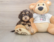 7 week old Cockapoo Puppy For Sale - Simply Southern Pups
