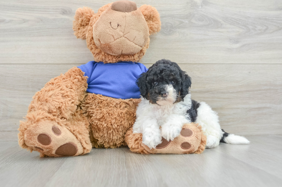 7 week old Cockapoo Puppy For Sale - Simply Southern Pups