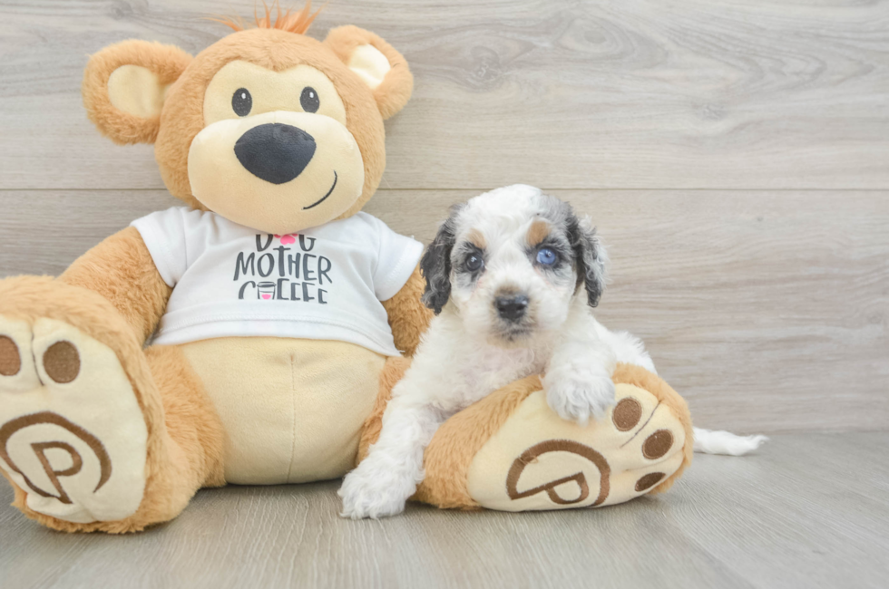 5 week old Cockapoo Puppy For Sale - Simply Southern Pups