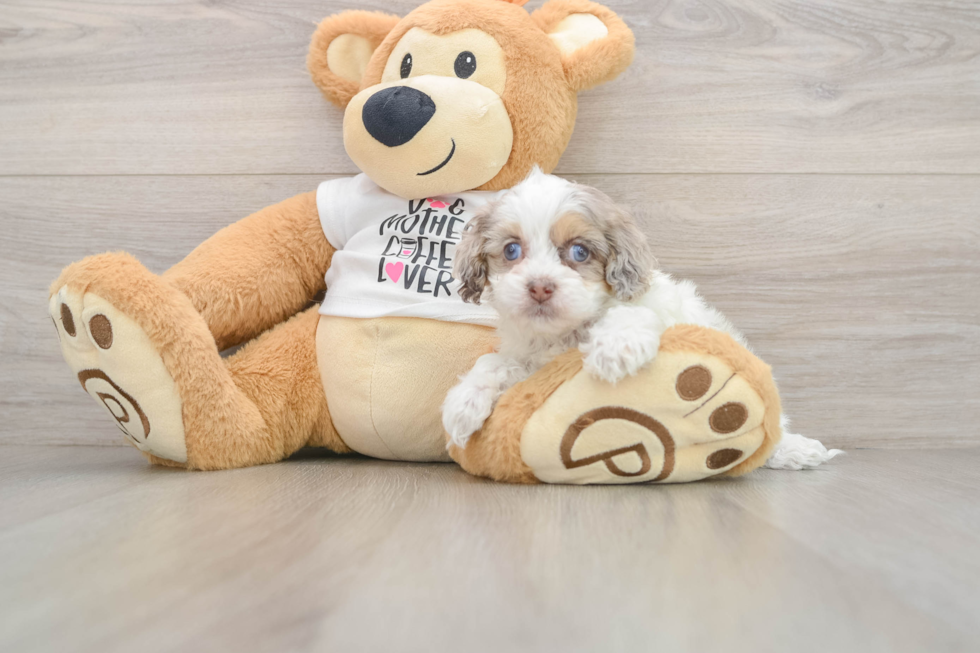 Adorable Cocker Doodle Poodle Mix Puppy