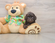 7 week old Cockapoo Puppy For Sale - Simply Southern Pups