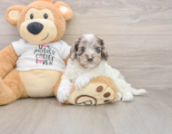 7 week old Cockapoo Puppy For Sale - Simply Southern Pups