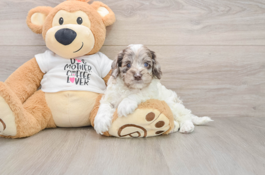 Playful Cocker Doodle Poodle Mix Puppy