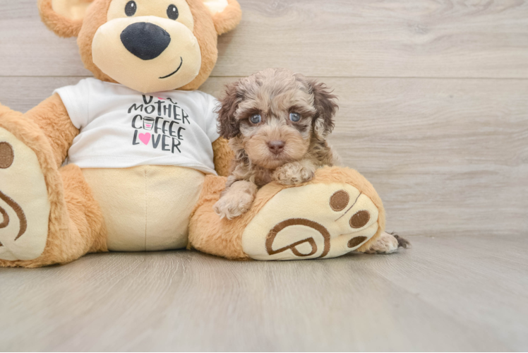 Cockapoo Puppy for Adoption