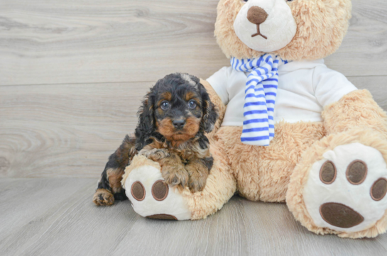 Cockapoo Puppy for Adoption