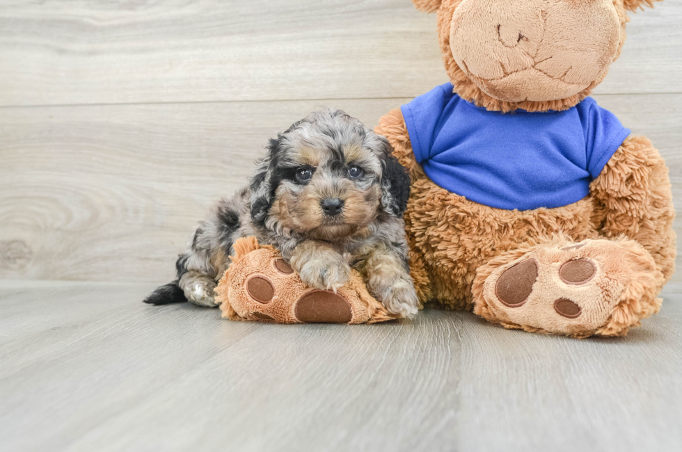 5 week old Cockapoo Puppy For Sale - Simply Southern Pups