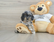 6 week old Cockapoo Puppy For Sale - Simply Southern Pups