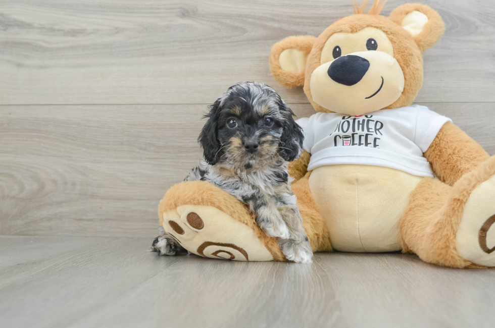 6 week old Cockapoo Puppy For Sale - Simply Southern Pups