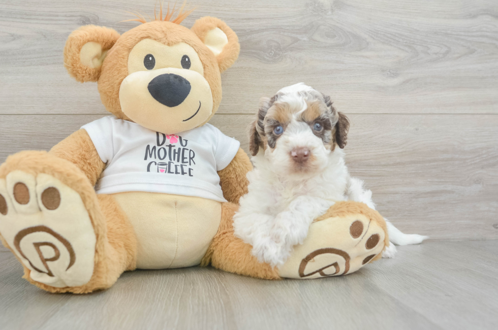 5 week old Cockapoo Puppy For Sale - Simply Southern Pups
