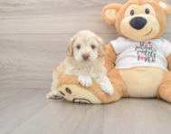 6 week old Cockapoo Puppy For Sale - Simply Southern Pups