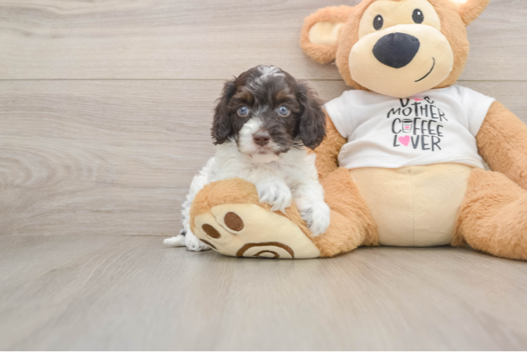 Petite Cockapoo Poodle Mix Pup