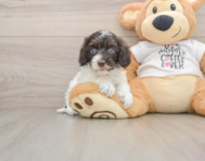 5 week old Cockapoo Puppy For Sale - Simply Southern Pups