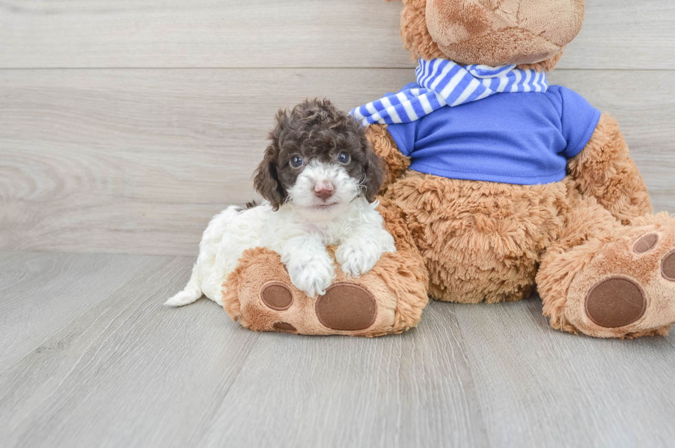 9 week old Cockapoo Puppy For Sale - Simply Southern Pups