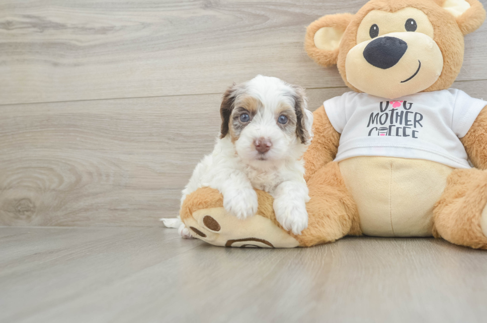 5 week old Cockapoo Puppy For Sale - Simply Southern Pups