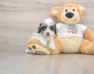 8 week old Cockapoo Puppy For Sale - Simply Southern Pups