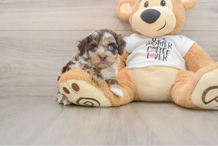 Sweet Cockapoo Baby