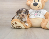 5 week old Cockapoo Puppy For Sale - Simply Southern Pups