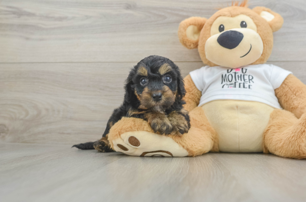 5 week old Cockapoo Puppy For Sale - Simply Southern Pups