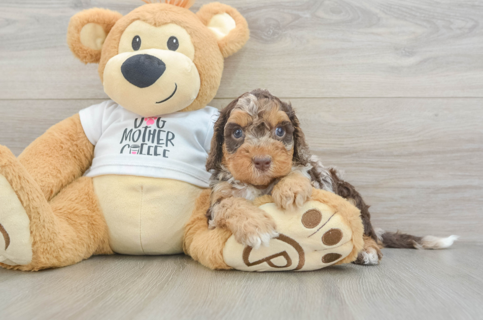 5 week old Cockapoo Puppy For Sale - Simply Southern Pups