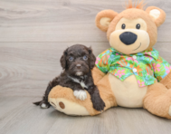 6 week old Cockapoo Puppy For Sale - Simply Southern Pups