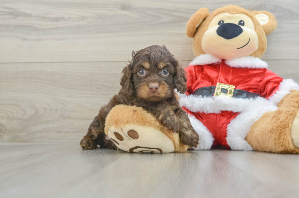 6 week old Cockapoo Puppy For Sale - Simply Southern Pups