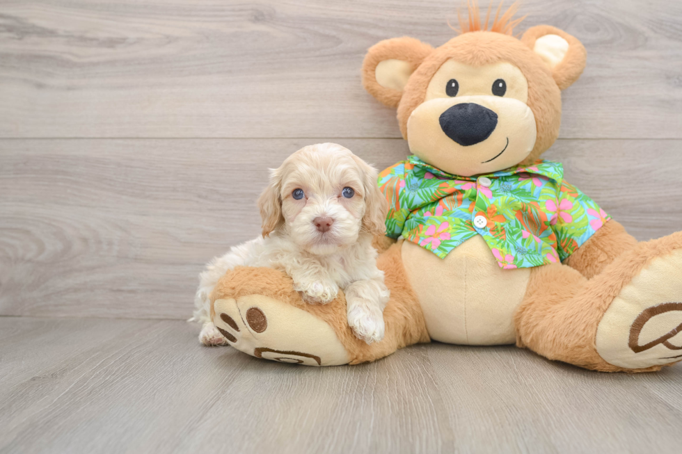 Energetic Cocker Doodle Poodle Mix Puppy