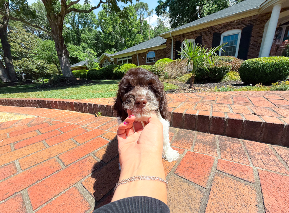 Cute Cockapoo Baby