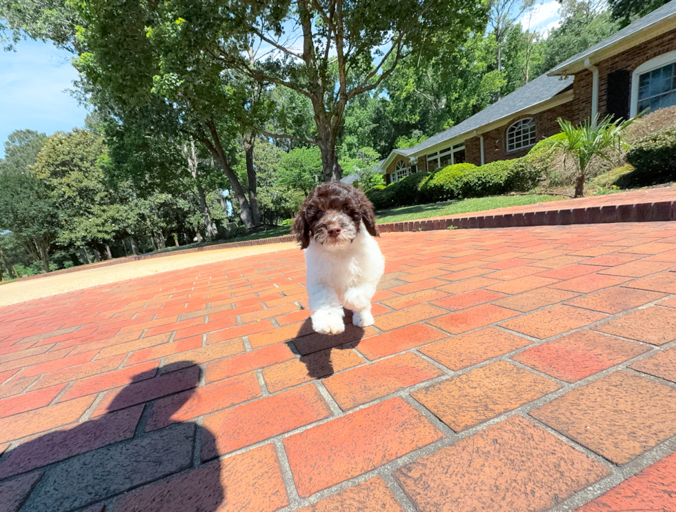 Cockapoo Pup Being Cute