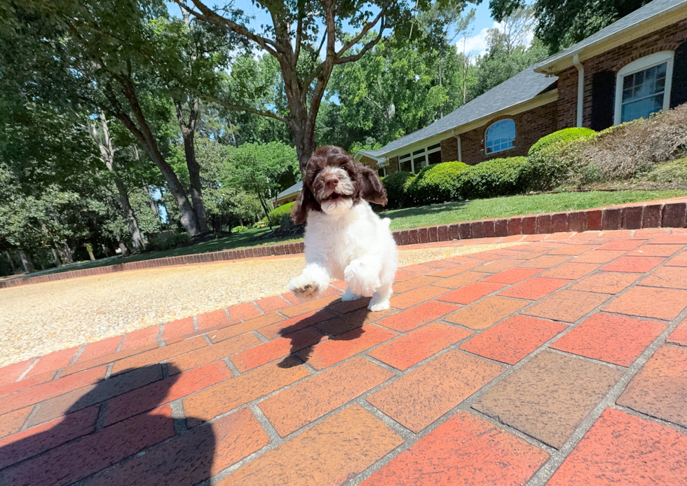 Cute Cockapoo Poodle Mix Pup