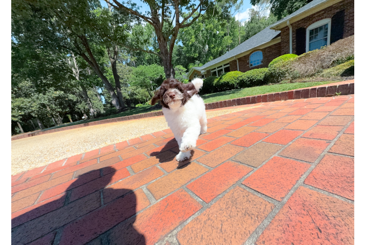 Cute Cockapoo Baby