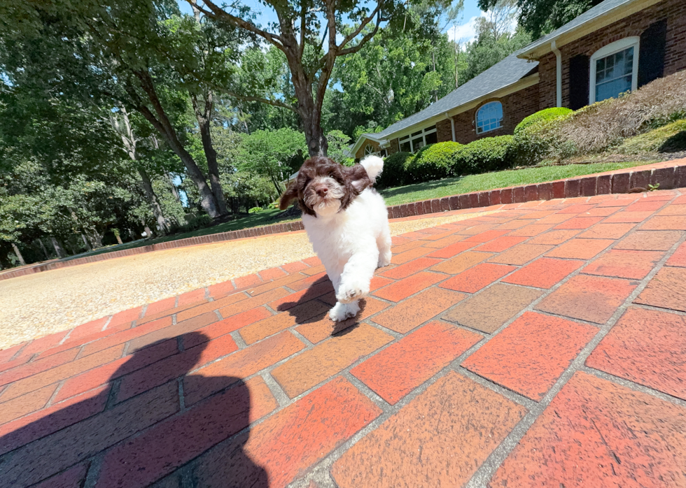 Cute Cockapoo Baby