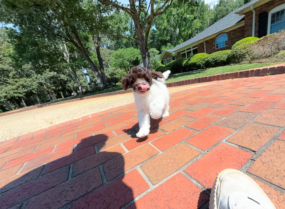 Cockapoo Pup Being Cute