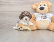 8 week old Cockapoo Puppy For Sale - Simply Southern Pups