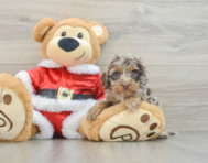 5 week old Cockapoo Puppy For Sale - Simply Southern Pups