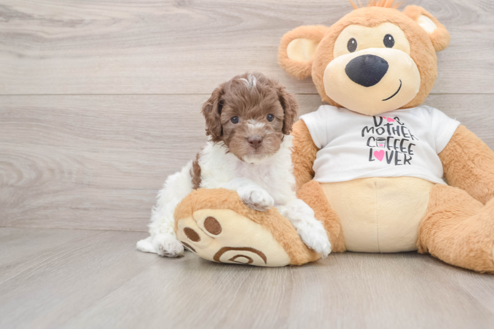 Popular Cockapoo Poodle Mix Pup