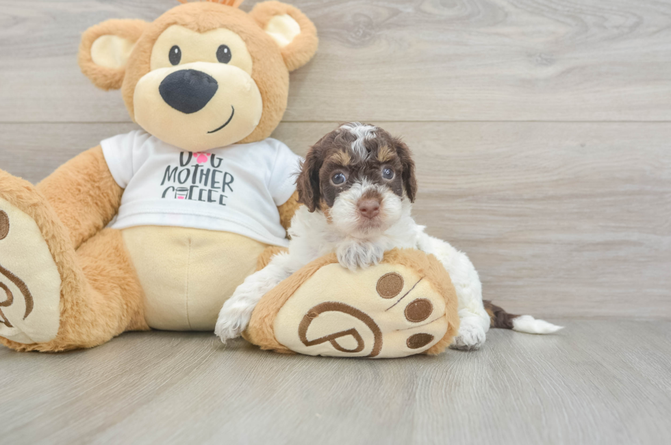 5 week old Cockapoo Puppy For Sale - Simply Southern Pups