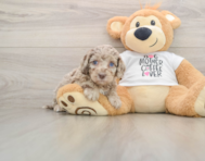 5 week old Cockapoo Puppy For Sale - Simply Southern Pups