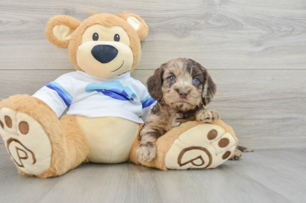 5 week old Cockapoo Puppy For Sale - Simply Southern Pups