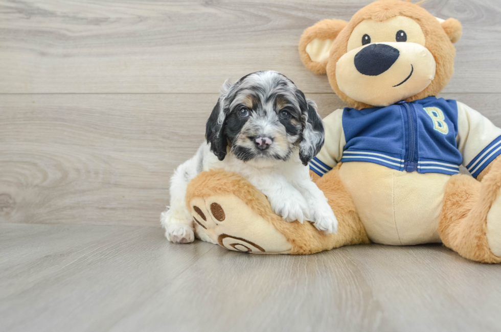 7 week old Cockapoo Puppy For Sale - Simply Southern Pups