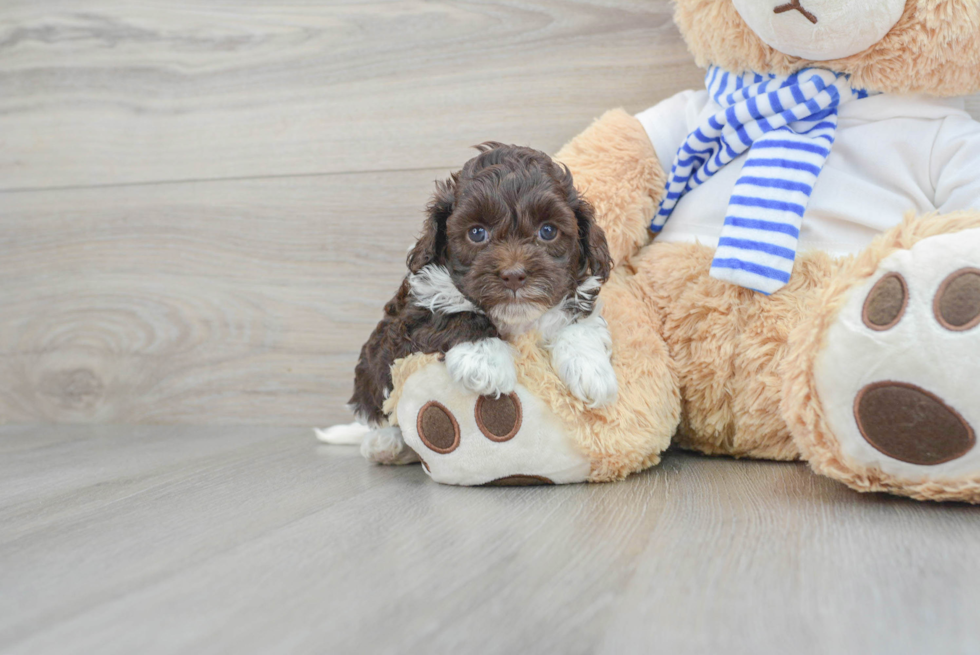 Fluffy Cockapoo Poodle Mix Pup