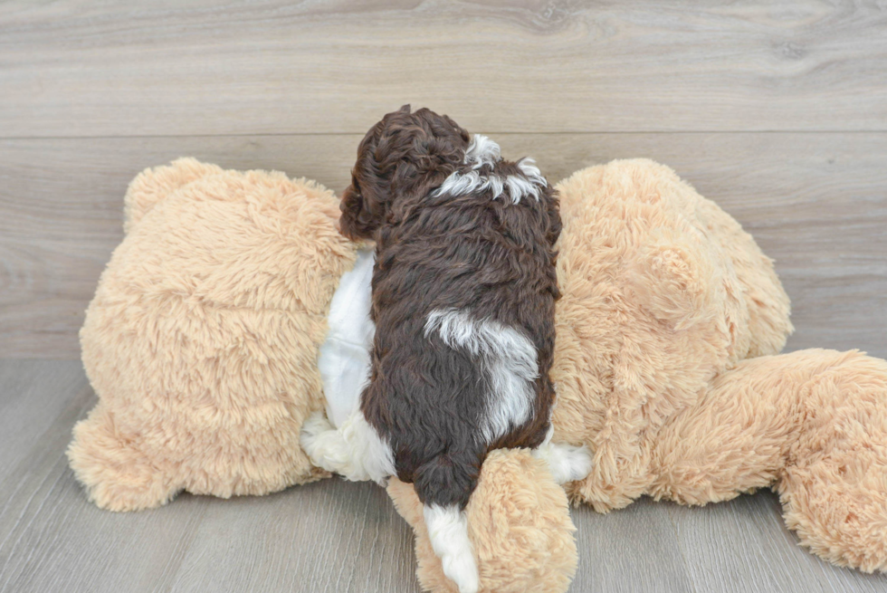 Popular Cockapoo Poodle Mix Pup