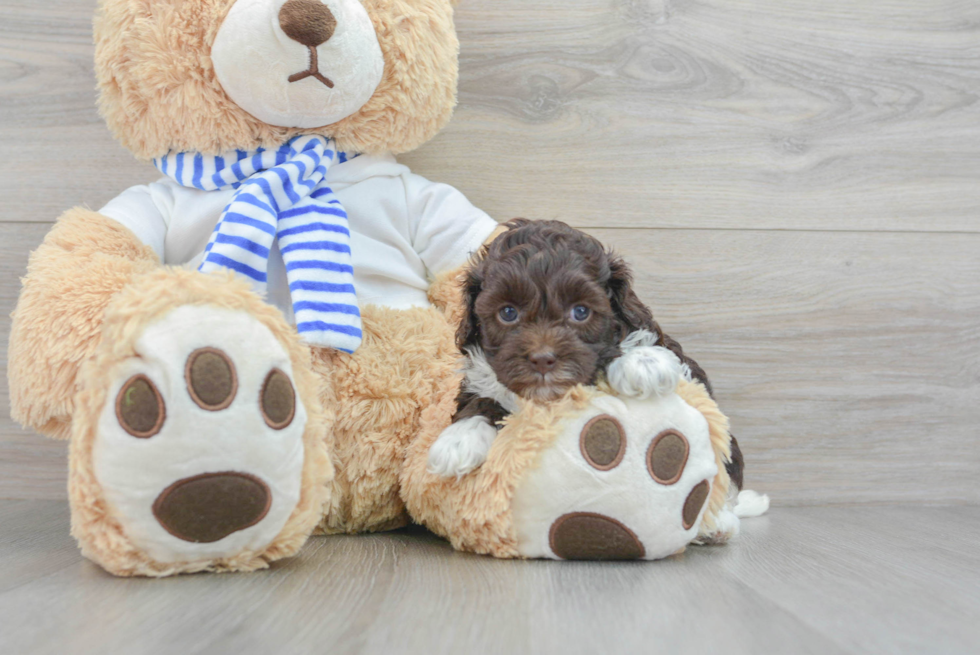 Cockapoo Pup Being Cute