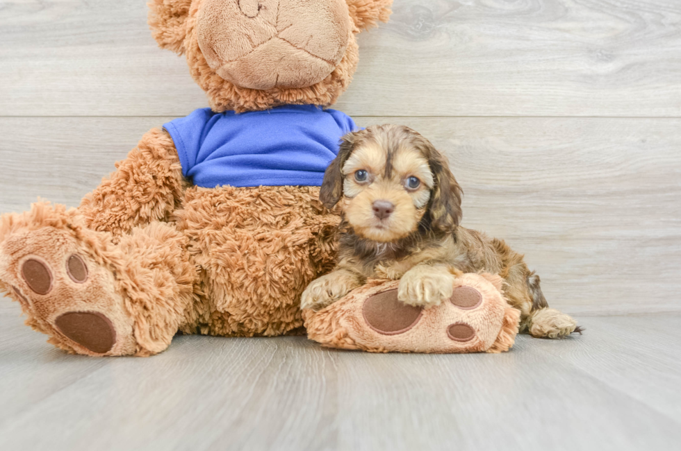 8 week old Cockapoo Puppy For Sale - Simply Southern Pups