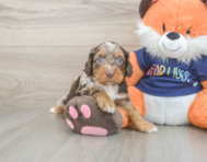 8 week old Cockapoo Puppy For Sale - Simply Southern Pups