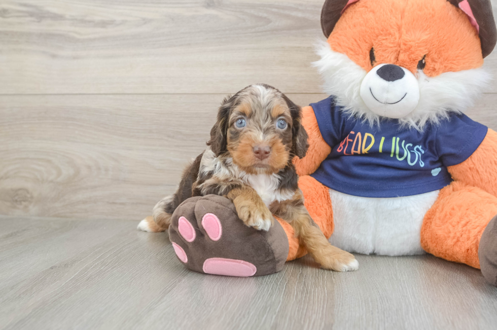 5 week old Cockapoo Puppy For Sale - Simply Southern Pups
